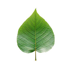 Obraz premium Green peepal leaf isolated on white background