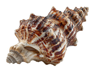 Fototapeta premium Marine shell collection coastal beach nature isolated on transparent background