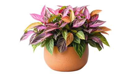 Vibrant Potted Tradescantia Wandering Jew Plant on White Background isolated on a transparent background