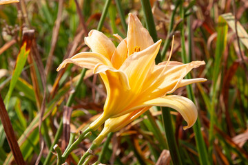 Obraz premium Orange flowers. Close up of soft orange lily flower in garden showing detailed texture of petals and stamens. Soft green background Perfect for botanical, floral themes, background, post