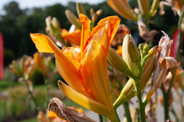 Orange flowers. Close up of soft orange lily flower in garden showing detailed texture of petals and stamens. Soft green background Perfect for botanical, floral themes, background, post