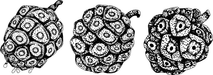 Detailed engraving noni fruits,Indian mulberry, great morinda. High quality, versatile vector illustrations.	