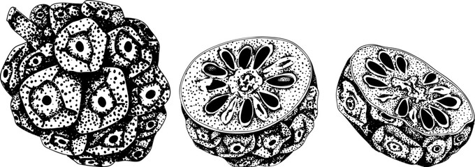 Detailed engraving noni fruits,Indian mulberry, great morinda. High quality, versatile vector illustrations.	