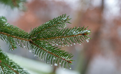 Tree branch with snow and drops of water