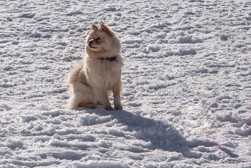 The Chow-Chow dog sits on the snow and looks away