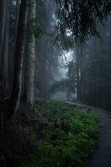Obraz premium Forest trail in the fog 