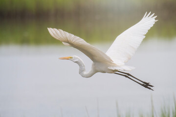 Great White Egret Soars over a Salt Marsh on the Atlantic Coast