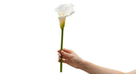offering a calla lily pure elegance, a gesture of hope and renewal, isolated on transparent background