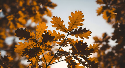 Autumnal Oak Canopy Golden Leaves Against a Sky, Nature's Masterpiece, Seasonal Beauty, Detailed Leaf Veins, Warm Tones, Close-Up View, Inviting View