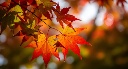 Sunlight streams through fiery red and golden Japanese maple foliage during the peak of autumn, illuminating the delicate leaf textures with a warm, ethereal glow. A tranquil nature background