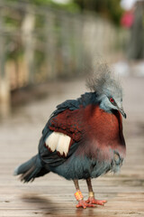 Victoria Crowned Pigeon Showing Majestic Plumage