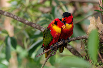 Obraz premium Two Colorful Parrots Nuzzling on Branch
