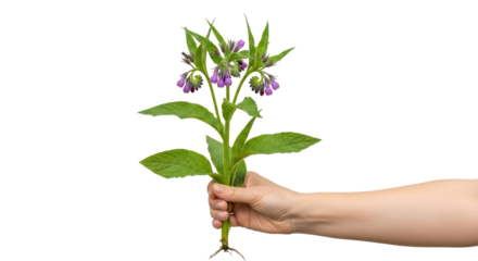 offering natures healing touch a hand presents vibrant comfrey blossoms, isolated on transparent background