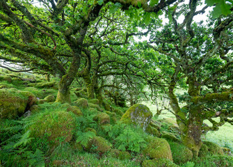 Obraz premium old oak trees with moss covered rocks in wistmans wood in UK national nature reserve dartmoor
