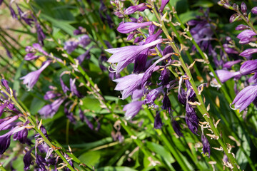 Purple tall flowers. A bright background with delicate purple hosta flowers in the rays of sunlight against greenery for background, post, screensaver, wallpaper, postcard, banner, cover, website