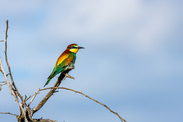 South Africa, Kruger National Park, European Bee-eater (Merops apiaster)