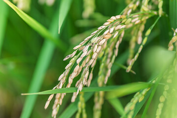 高温障害で枯れた稲穂