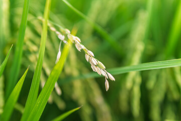 高温障害で枯れた稲穂