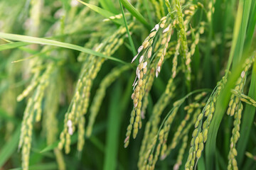 高温障害で枯れた稲穂