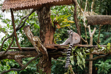 Ring-tailed Lemur Resting on Wooden Platform © Artemi