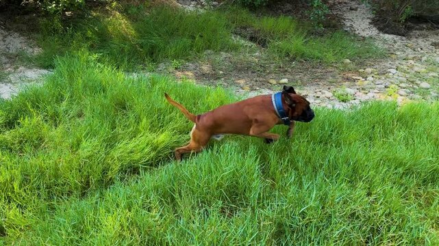 A dog runs like crazy in the grass around its owner on the bank of a small river.