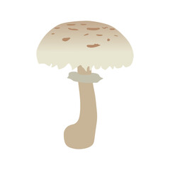 parasol mushroom vector illustration