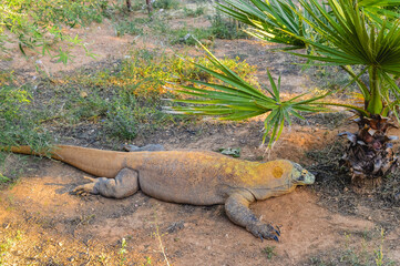 Komodo dragon resting on ground at Attica Zoological Park in Athens, Greece.