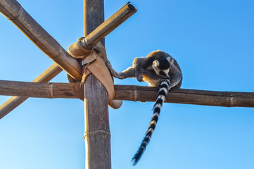 Ring-tailed lemur on wooden structure at Attica Zoological Park in Athens, Greece.