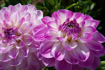 Purple flower background. Beautiful purple and white dahlia on a natural background in a summer...