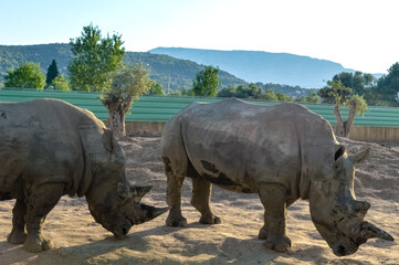 Obraz premium Two rhinoceroses feeding on ground at Attica Zoological Park in Athens, Greece.