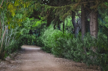 Forest path in Diomedes Botanic Garden surrounded by trees in Chaidari, Greece.