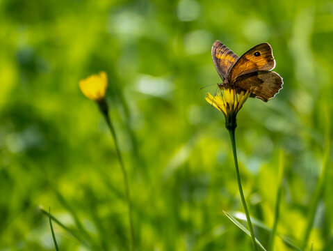 A large oxeye butterfly (Miniola jurtina) sitting on a dandelion flower.