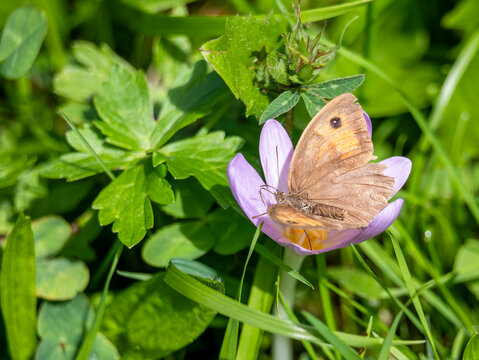 A large oxeye butterfly (Miniola jurtina) sitting on an autumn crocus flower.