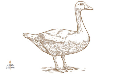 Goose. Hand drawn farm bird, poultry, goose. Vintage retro print, black white goose, poultry, sketch ink pencil style drawing, engrave. Sketch artwork silhouette head farm bird. Vector Illustration