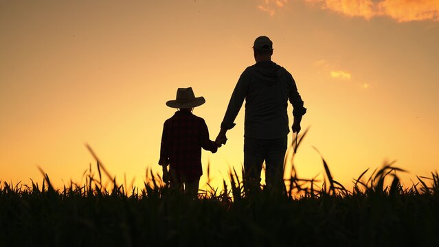 Kid boy dad walking hand in hand on sprouts field, silhouette. Dad child son hold hands in field. Father child walk on field, sky sunset. Family farming business. Agricultural, growing organic food
