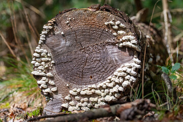 closeup of a tree stump with white mushrooms