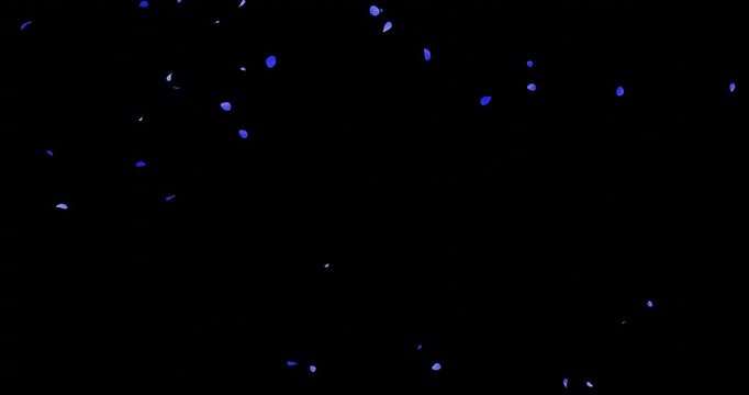 青いバラの花びらの乱舞：背景透過　ループ	
