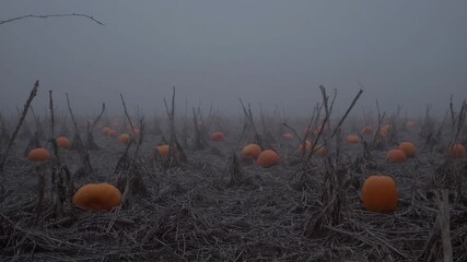Foggy pumpkin field at dawn with eerie atmosphere and misty landscape - Powered by Adobe