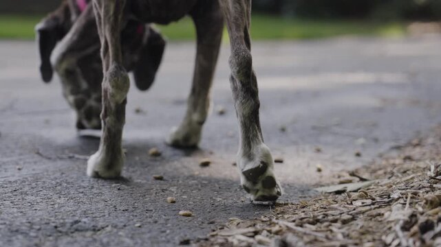 A senior dog smells the traces of a white tail deer.