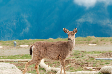 Young Deer on Grassy Hillside with Blue Mountains