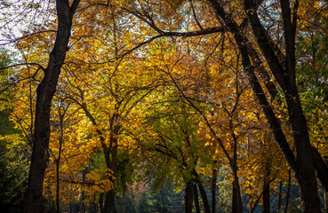 Fototapeta premium a canopy of trees in full autumn display, with leaves in shades of gold and amber. Sunlight filters through, casting a warm glow and highlighting the intricate network of branches