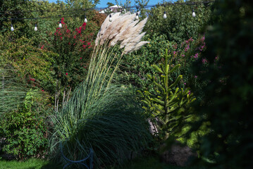 A lush garden featuring vibrant greenery, tall pampas grass, and decorative string lights hanging...