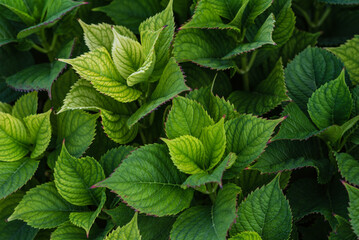 Lush green leaves in a vibrant garden showcasing the natural beauty of fresh foliage with rich textures and subtle variations in color.