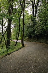 Fototapeta premium path in the forest
