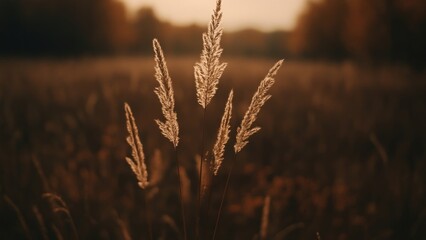 Golden grass in sunset field.