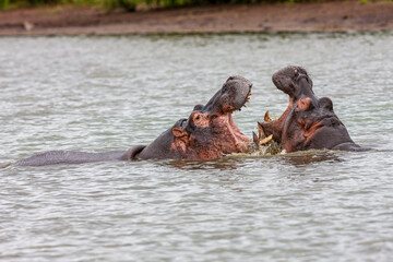 Fototapeta premium South Africa, Kruger National Park, Hippopotamus 
