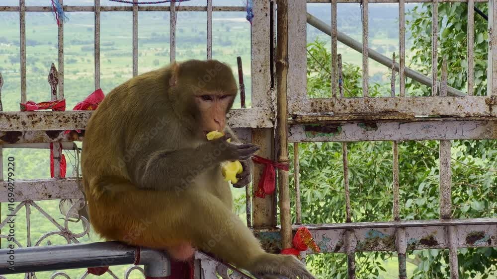 Poster static shot of a monkey sitting on a rusty temple gate railing while eating a yellow fruit with gree