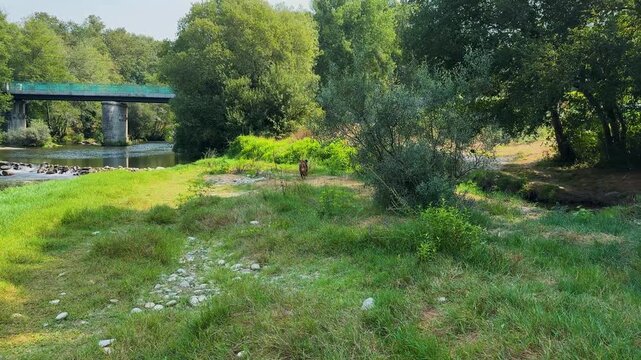 A young boxer dog gets the zoomies and runs like crazy to the nearby river