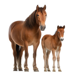 A majestic mare and her adorable foal stand side-by-side, a tender moment showcasing the bond between mother and offspring in this endearing family portrait. 