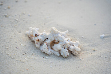 Piece of coral resting on soft, white sand, surrounded by small stones and natural beach textures,...